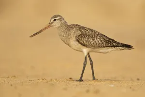 Bar-tailed Godwit (Limosa lapponica), New South Wales, Australia