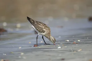 Bar-tailed Godwit (Limosa lapponica) foraging, Gambia