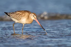 Autumn Prints: Bar-Tailed Godwit (Limosa lapponica) foraging along the shoreline, The Netherlands