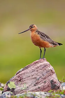 Bar-tailed Godwit (Limosa lapponica) male, Finnmark, Norway