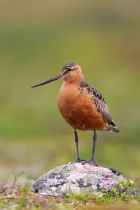 Bar-tailed Godwit (Limosa lapponica) male, Finnmark, Norway