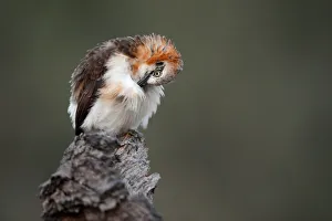 Timaliidae Prints: Bare-cheeked Babbler (Turdoides gymnogenys), Namibia