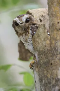 Strigidae Prints: Bare-legged Owl (Margarobyas lawrencii), Cuba