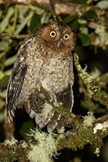 Central America Prints: Bare-shanked Screech Owl (Megascops clarkii), Costa Rica