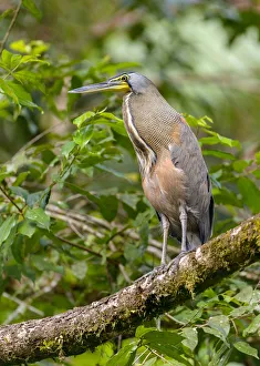 Bare-throated Tiger Heron (Tigrisoma mexicanum) perched on a branch, Alajuela, Costa Rica