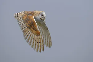 Veluwe Prints: Barn Owl (Tyto Alba) adult in flight, Heerde, Gelderland, the Netherlands