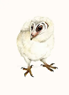 Juvenile Prints: Barn Owl (Tyto alba) chick one month old