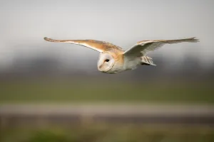 Barn Owl (Tyto Alba) in flight at daytime above the feelds, Kamperveen, Gelderland
