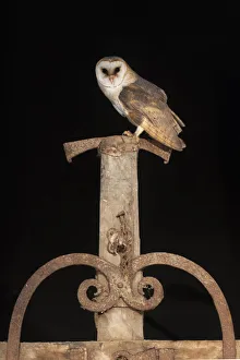 The Netherlands Prints: Barn Owl (Tyto alba) male perched on old farm tool and looking at the camera