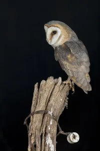 Adult Prints: Barn Owl (Tyto alba) perched on top of a wooden fence pole in the dark night