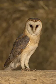 Barn Owl (Tyto alba) standing on a wooden beam in a barn, The Netherlands Barn Owl (Tyto alba) standing on a wooden beam in a barn, The Netherlands
