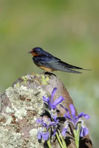 Arizona Prints: Barn Swallow (Hirundo rustica), Arizona, USA