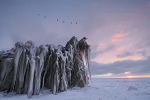 Barnacle Geese (Branta leucopsis) flying over ice sculptures of frozen vegetation at sunrise - Winner in the Landscape Barnacle Geese (Branta leucopsis) flying over ice sculptures of frozen vegetation at sunrise - Winner in the Landscape
