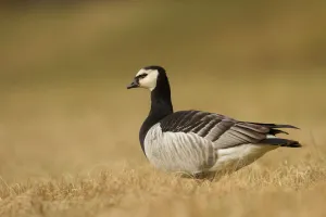 Barnacle Goose (Branta leucopsis), Bavaria, Germany