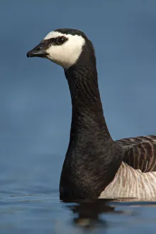 Utrecht Prints: Barnacle Goose (Branta leucopsis), Utrecht, The Netherlands