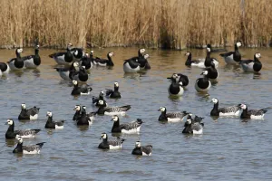 Anatidae Prints: Barnacle Goose (Branta leucopsis), Lower Saxony, Germany