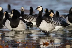 Barnacle Goose (Branta leucopsis), Bavaria, Germany
