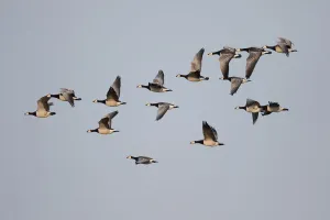 Barnacle Goose (Branta leucopsis) large group in flight against the sky, Lauwersmeer, Ezumakeeg, The Netherlands Barnacle Goose (Branta leucopsis) large group in flight against the sky, Lauwersmeer, Ezumakeeg, The Netherlands