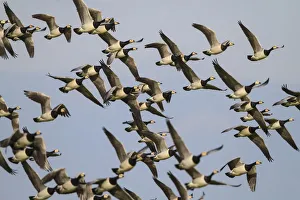 Anatidae Prints: Barnacle Goose (Branta leucopsis) flying, The Netherlands
