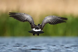 Barnacle Goose (Branta leucopsis) flying, Utrecht, The Netherlands
