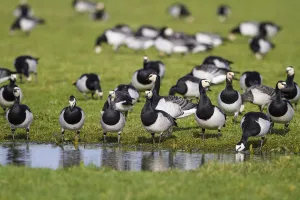 Anatidae Prints: Barnacle Goose (Branta leucopsis) foraging, The Netherlands