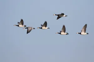 December Prints: Barnacle Goose (Branta leucopsis) group in flight, polder Arkemheen, The Netherlands