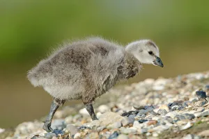 Anatidae Prints: Barnacle Goose (Branta leucopsis) juvenile, Schleswig-Holstein, Germany