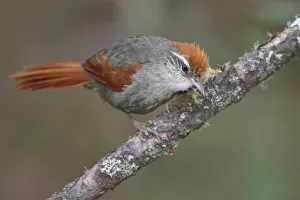 Barons Spinetail (Cranioleuca baroni), Central Highlands, Peru Barons Spinetail (Cranioleuca baroni), Central Highlands, Peru