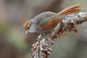 Barons Spinetail (Cranioleuca baroni), Central Highlands, Peru