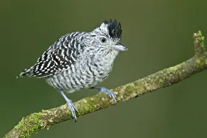 Barred Antshrike (Thamnophilus doliatus) male, Trinidad and Tobago