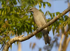 Barred Cuckooshrike (Coracina lineata), Queensland, Australia Barred Cuckooshrike (Coracina lineata), Queensland, Australia