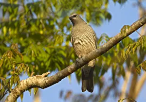 Barred Cuckooshrike (Coracina lineata), Queensland, Australia