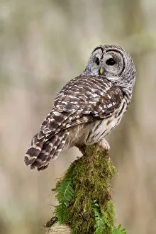 British Columbia Prints: Barred Owl (Strix varia) female, British Columbia, Canada