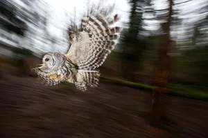British Columbia Prints: Barred Owl (Strix varia) female flying, British Columbia, Canada