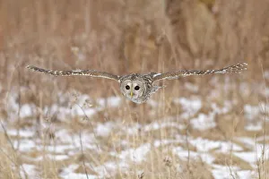 Strigidae Prints: Barred Owl (Strix varia) flying, Ontario, Canada
