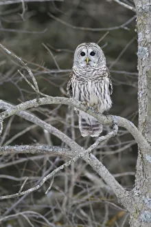 Barred Owl (Strix varia), Ontario, Canada