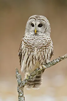 Barred Owl (Strix varia), Ontario, Canada