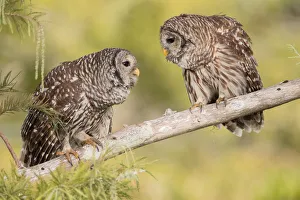Strigidae Prints: Barred Owl (Strix varia) pair, Florida, USA