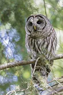 Barred Owl (Strix varia) perched on a branch, British Columbia, Canada Barred Owl (Strix varia) perched on a branch, British Columbia, Canada