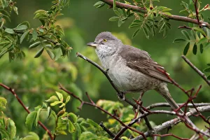 Saxony Anhalt Prints: Barred Warbler (Sylvia nisoria), Saxony-Anhalt, Germany