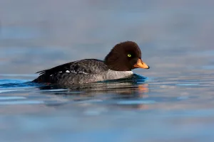 Barrows Goldeneye (Bucephala islandica) female, British Columbia, Canada