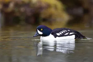 Anatidae Prints: Barrows Goldeneye (Bucephala islandica) male, Iceland