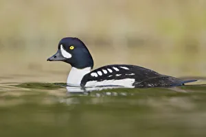 Barrows Goldeneye (Bucephala islandica) male, British Columbia, Canada