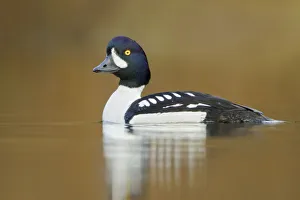 Barrows Goldeneye (Bucephala islandica) male, British Columbia, Canada