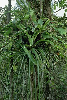 Insect Prints: Basket-sized plant garden created by ants in Venezuela