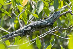 Detail Prints: Basking Utila Spiny-tailed Iguana (Ctenosaura bakeri) adult, Utila, Honduras