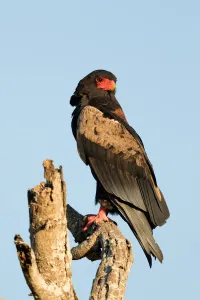Bateleur (Terathopius ecaudatus) male sitting on a branch, South Africa