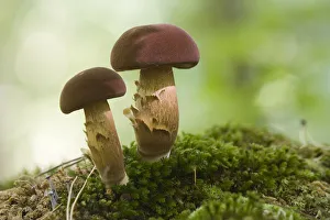 Mushroom Prints: Bay Bolete (Boletus badius) mushrooms, Texel, Noord-Holland, The Netherlands