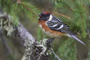 Bay-breasted Warbler (Setophaga castanea) singing, Manitoba , Canada Bay-breasted Warbler (Setophaga castanea) singing, Manitoba , Canada