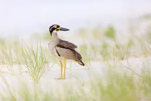 Beach Stone-curlew (Esacus magnirostris), Queensland, Australia Beach Stone-curlew (Esacus magnirostris), Queensland, Australia